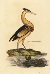Little Bittern