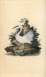 Little Egret, Egretta Garzetta. Handcoloured Copperplate Drawn and Engraved by Edward Donovan from His Own 