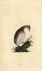 Little Grebe, Tachybaptus ruficollis. Handcoloured copperplate from Natural History of British Birds, London