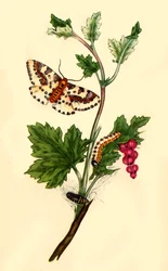 Magpie or Currant Moth: Phalaena grossulariata