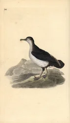 Manx shearwater, Puffinus puffinus