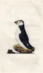 Monk Puffin, Fratercula Arctica. Copper Engraving by Edward Donovan, Published in 