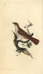 Nightingale