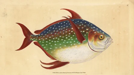 Opah or King Fish, Lampris Guttatus. Handcoloured Copperplate Drawn and Engraved by Edward Donovan from His Natural History of British Fishes
