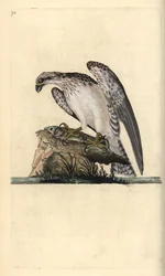 Osprey, Pandion haliaetus, standing on a caught fish. Handcoloured copperplate from Natural History of British Birds, London