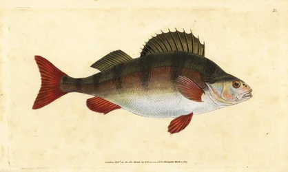 Perch, Perca fluviatilis. Handcoloured copperplate drawn and engraved by Edward Donovan from his Natural History of British Fishes, Donovan and F.C. and J. Rivington, London