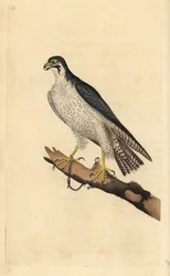 Peregrine falcon, Falco peregrinus, chained to a branch. Handcoloured copperplate from Natural History of British Birds, London
