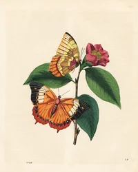 Plain tawny rajah butterfly, Charaxes psaphon on a camellia. Copied from Edward Donovan