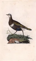 Plover