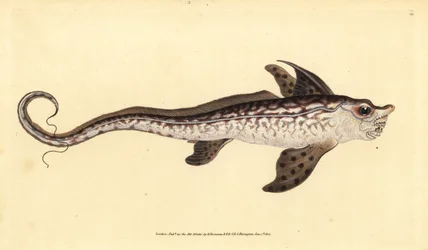 Rabbitfish or Sea Monster, Chimaera Monstrosa. Handcoloured Copperplate Drawn and Engraved by Edward Donovan from His Natural History of British Fishes