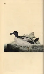 Razorbill, Alca torda. Handcoloured copperplate from Natural History of British Birds, London