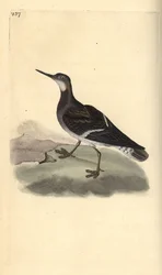 Red-necked Phalarope, Phalaropus lobatus