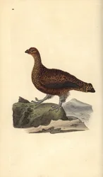 Red Grouse (Female), Lagopus scotica