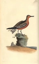 Red knot, Calidris canutus. Handcoloured copperplate from Natural History of British Birds, London