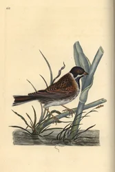 Reed Bunting, Emberiza schoeniculus. Handcoloured copperplate drawn and engraved by Edward Donovan from his Natural History of British Birds, London