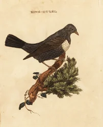 Ring ouzel, Turdus torquatus