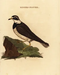 Ringed Plover