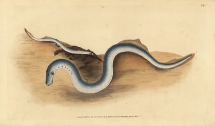 River Lamprey, Lampetra Fluviatilis. Handcoloured Copperplate Drawn and Engraved by Edward Donovan from His Natural History of British Fishes