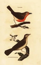 Robin Redbreast and Nightingale