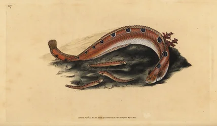 Rock Gunnel, Pholis gunnellus (Spotted Blenny or Butter Fish, Blennius gunnellus). Handcoloured Copperplate Drawn and Engraved by Edward Donovan from His Natural History of British Fishes, Donovan and F.C. and J. Rivington, London