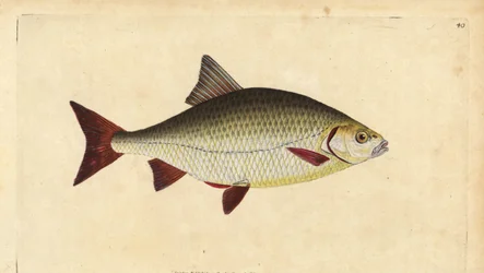 Rudd, handcoloured copperplate drawn and engraved by Edward Donovan from his Natural History of British Fishes