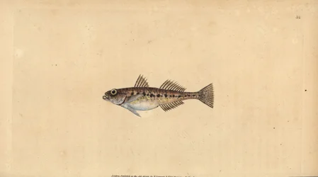 Sand Goby, Pomatoschistus minutus (Spotted Goby, Gobius minutus). Handcoloured Copperplate Drawn and Engraved by Edward Donovan from His Natural History of British Fishes, Donovan and F.C. and J. Rivington, London