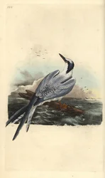 Sandwich tern, Thalasseus sandvicensis. Handcoloured copperplate drawn and engraved by Edward Donovan from his own “Natural History of British Birds,” London