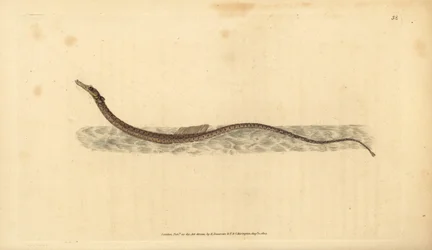 Sargassum Pipefish or Pelagic Pipefish. Handcoloured Copperplate Drawn and Engraved by Edward Donovan from His Natural History of British Fishes