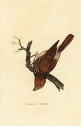 Scaly-breasted Munia