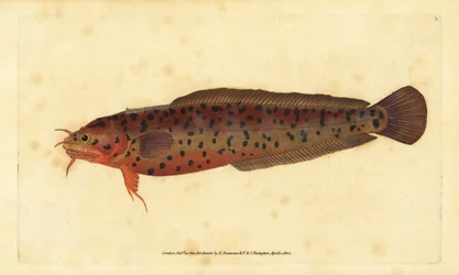 Shore Rockling, Gaidropsarus mediterraneus (Three-bearded Cod or Rockling, Gadus tricirratus). Handcoloured Copperplate Drawn and Engraved by Edward Donovan from His Natural History of British Fishes, Donovan and F.C. and J. Rivington, London