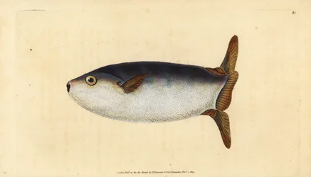 Slender Sunfish, Ranzania laevis (Truncated Sunfish, Tetrodon truncatus). Handcoloured Copperplate Drawn and Engraved by Edward Donovan from His Natural History of British Fishes, Donovan and F.C. and J. Rivington, London