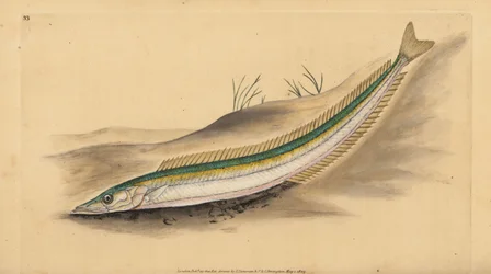 Small Sandeel, Sand Launce or Sand Eel, Ammodytes Tobianus. Handcoloured Copperplate Drawn and Engraved by Edward Donovan from His Natural History of British Fishes