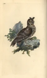 Smaller Pencilled or Siberian Eared Owl, Strix pulchella