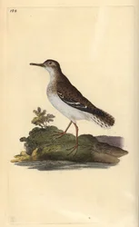 Spotted Sandpiper, Actitis macularia. Handcoloured copperplate from Natural History of British Birds, London