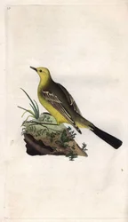 Yellow Wagtail, Motacilla flava. Copper engraving by Edward Donovan, published in Natural History of British Birds, London