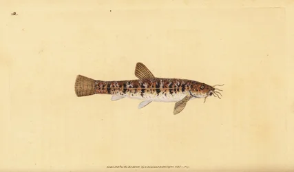 Stone Loach, Barbatula barbatula. Handcoloured copperplate from Natural History of British Fishes, London