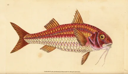 Striped red mullet, Mullus surmuletus