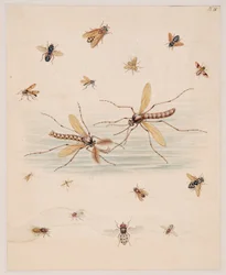 Studies of Invertebrate Animals, Volume II
