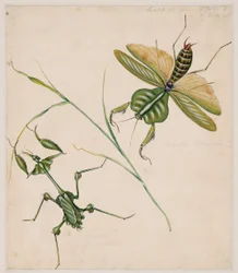 Studies of Invertebrate Animals, Volume II