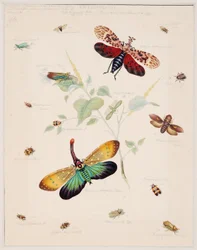 Studies of Invertebrate Animals, Volume II