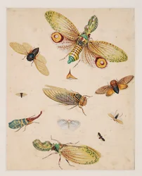 Studies of Invertebrate Animals, Volume II