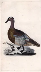 Summer Teal. Copper engraving by Edward Donovan from 