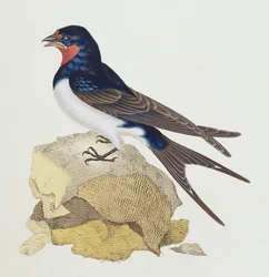 Swallow from 