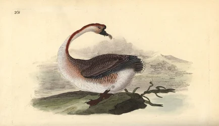 Swan Goose