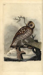Tawny Owl, Strix aluco. Handcoloured copperplate from Natural History of British Birds, London