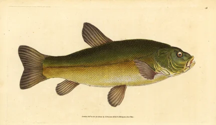 Tench, Tinca tinca. Handcoloured copperplate from Natural History of British Fishes, London