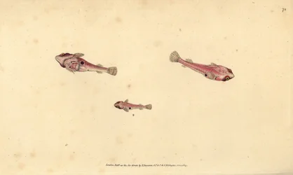 Two-spotted Clingfish, Diplecogaster bimaculata bimaculata