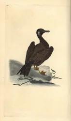 Wagel Gull, young of the Great Black-backed Gull, Larus marinus. Handcoloured copperplate from Natural History of British Birds, London