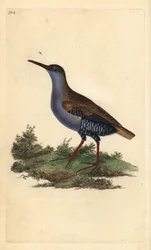 Water Rail, Rallus aquaticus. Handcoloured copperplate drawn and engraved by Edward Donovan from his Natural History of British Birds, London