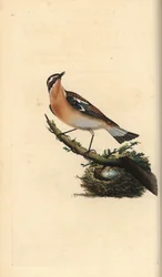 Whinchat, Saxicola rubetra. Handcoloured copperplate from Natural History of British Birds, London